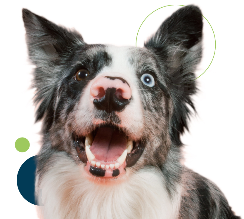 Australian Shepard dog with 2 different eye colors has its mouth open like a smile looking up