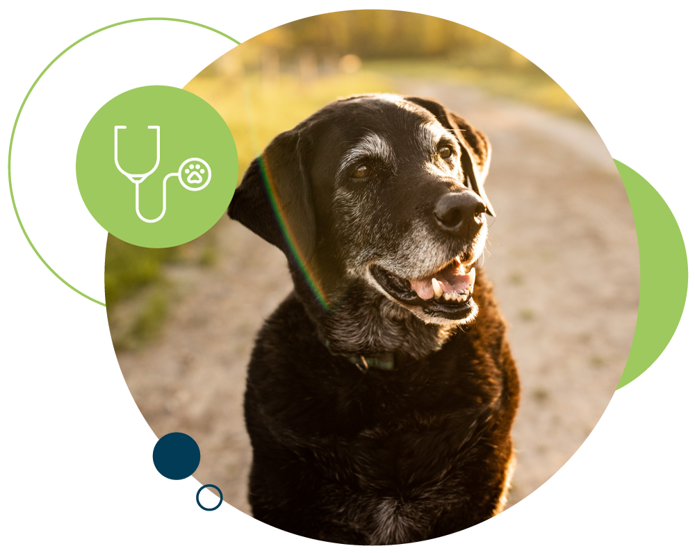 A black lab sits in the middle of a dirt road during sunset.